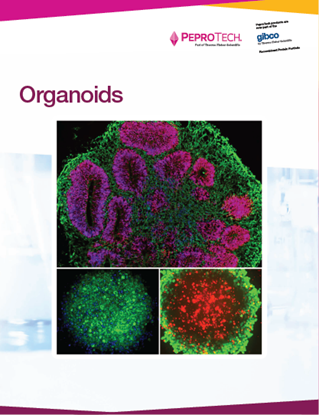 Picture of Organoids Brochure