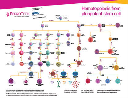 Picture of Hematopoiesis from Pluripotent Stem Cell Poster